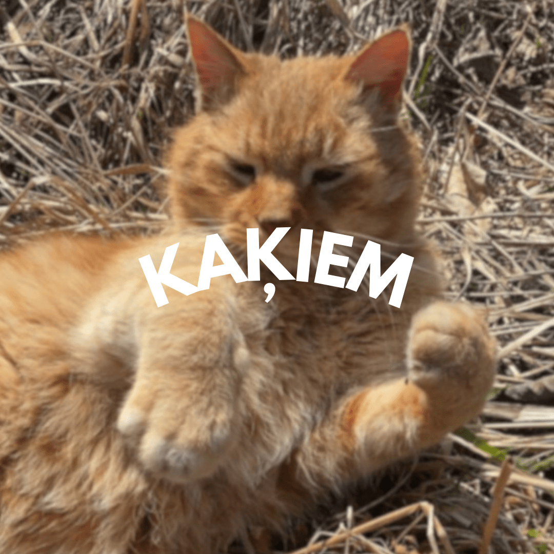 Kaķiem