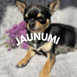 Jaunumi